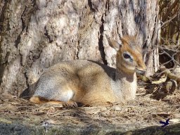 Tiergarten Schönbrunn am 05.03.2026